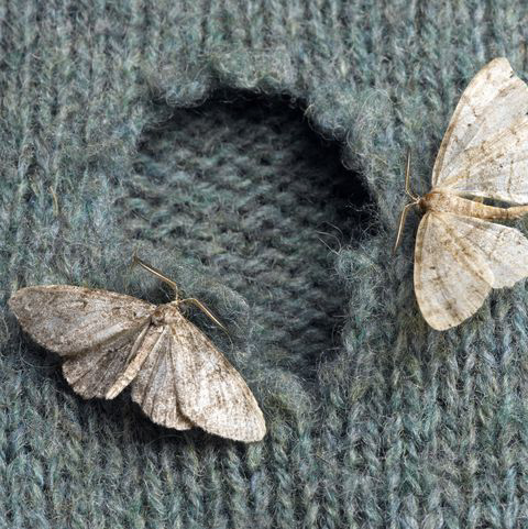 moth eaten wool sweater